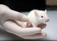 Ladbrokes立博肿瘤药效实验顺遂通过江苏省FDA审查