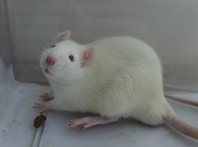 ladbrokes立博-英国公司官网