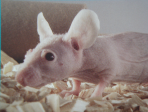 ladbrokes立博-英国公司官网