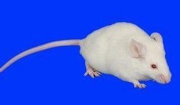 ladbrokes立博-英国公司官网