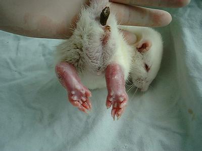 大鼠帕金森氏病动物模子的建设——Ladbrokes立博生物医药