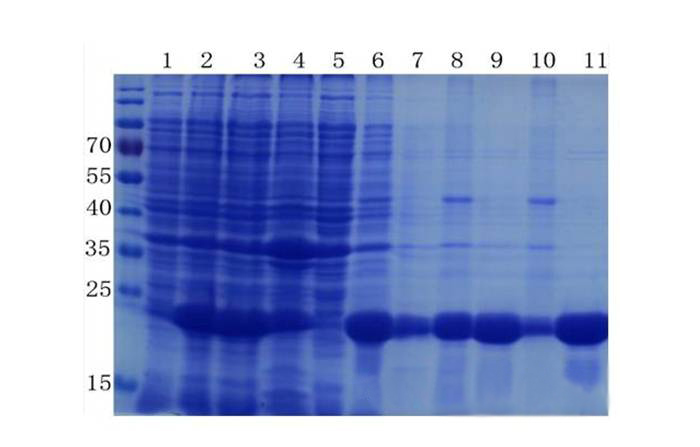 卵白质提取与纯化技巧——Ladbrokes立博生物医药