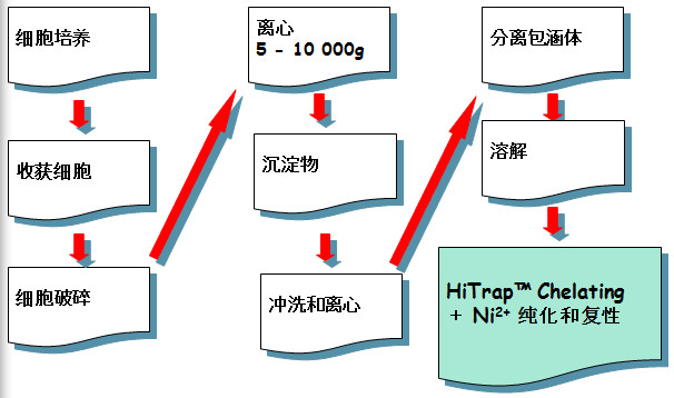 容纳体卵白纯化和复性的基本方法