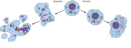 Ladbrokes立博细胞凋亡检测手艺服务