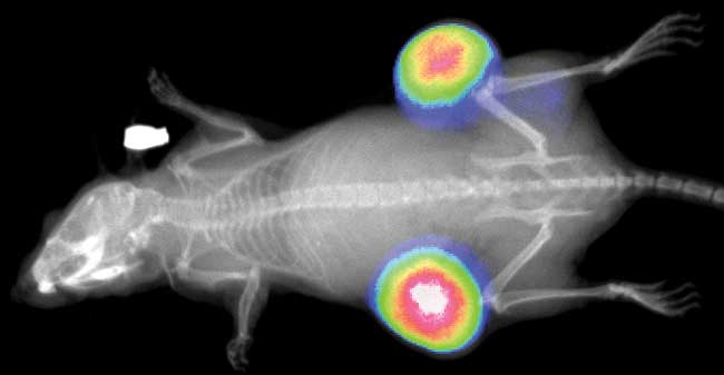 ladbrokes立博-英国公司官网