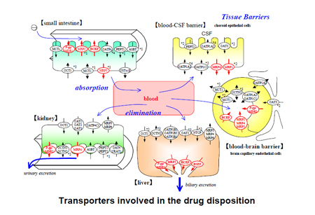 药物转运体在药物吸收、、漫衍、、代谢、、渗透中的作用