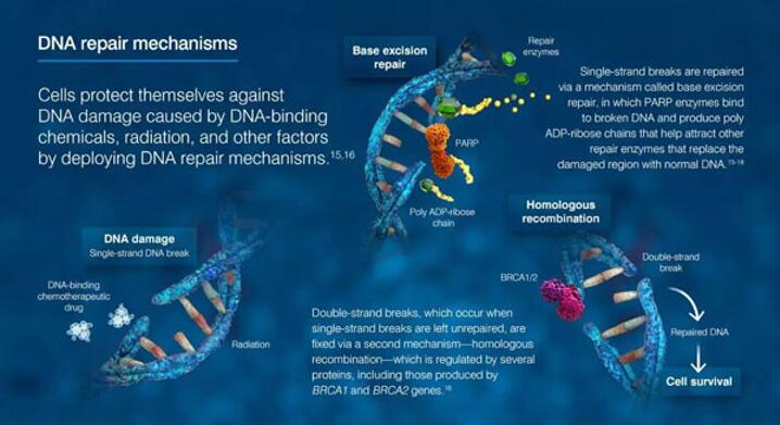 ladbrokes立博-英国公司官网