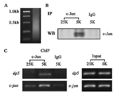 ladbrokes立博-英国公司官网