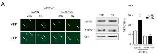 ladbrokes立博-英国公司官网