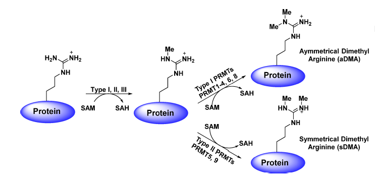 ladbrokes立博-英国公司官网