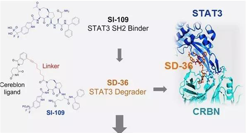 结构优化获得的SH2连系分子SI-109与CRBN连系，，获得SD-36