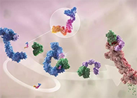 LYTAC出生，，，与PROTAC并肩作战针对不可成药的靶点