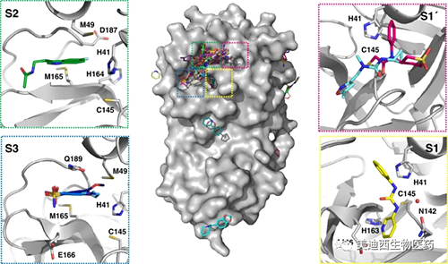 连系的片断对活动位点举行了周全采样