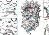 【Nature子刊】国际团队联协实力，，，加速基于COVID-19结构的药物设计！