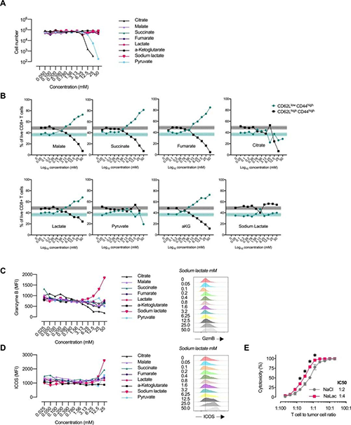 中央碳代谢物会改变CD8 + T细胞效应子的漫衍（泉源：：：e Life）