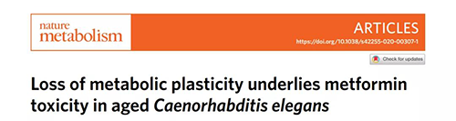 在线虫和人类原代细胞中，，当在其寿命晚期提供二甲双胍时，，二甲双胍会缩短命命，，这与二甲双胍在年轻生物体中的起劲作用相反。