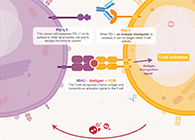 饿了吗？？？饿一饿原来可以辅助PD-1抑制剂肿瘤免疫治疗