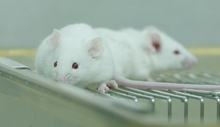 Ladbrokes立博临床前研究-药效学、、、药代动力学和临床前研究服务