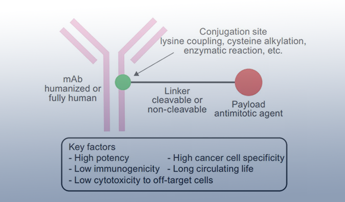 ADC药物：：迎接市场热潮，攻破研发壁垒
