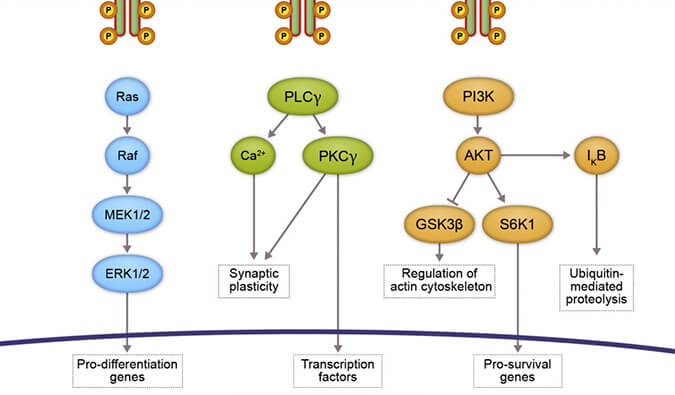 Ladbrokes立博助力 | 睿跃生物1类新药 TRK降解剂CG001419获批临床