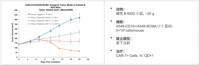 双特异性CAR-T药效研究：：：CD19-BCMA.jpg
