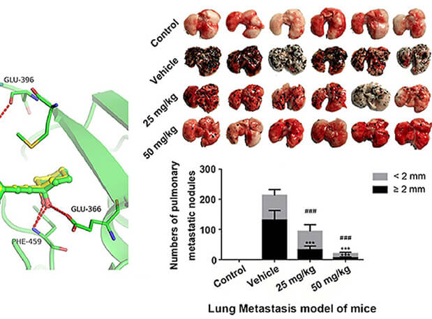 研究用于肺癌和玄色素瘤细胞肺转移的选择性PAK4抑制剂的合成，，此选择性PAK4抑制剂的PK研究通过Ladbrokes立博举行