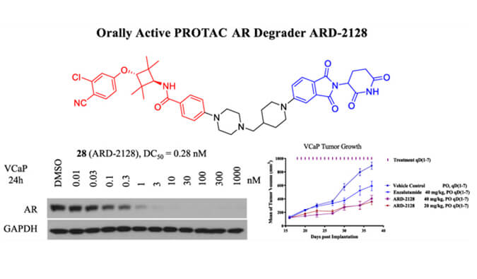 ARD-2128是一种PROTAC AR降解剂，，，具有精彩的血浆和微粒体稳固性，，，本研究中体外稳固性和PK研究通过Ladbrokes立博举行