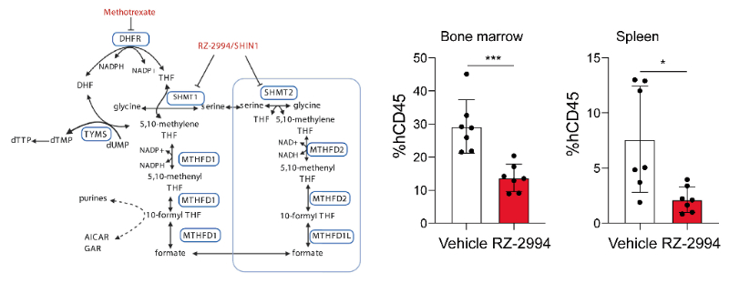 研究职员使用RZ-2994来表征抑制SHMT1/2在T细胞急性淋巴细胞白血病 (T-ALL) 中的作用，，，RZ-2994通过Ladbrokes立博定制合成