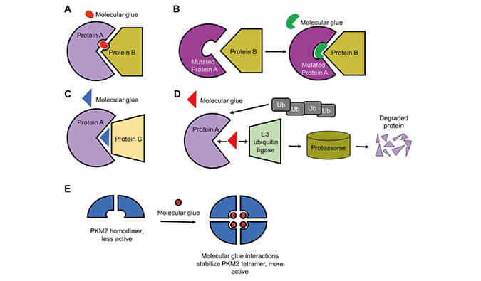 靶向卵白降解系列（三）：：：分子胶，，挑战不可成药
