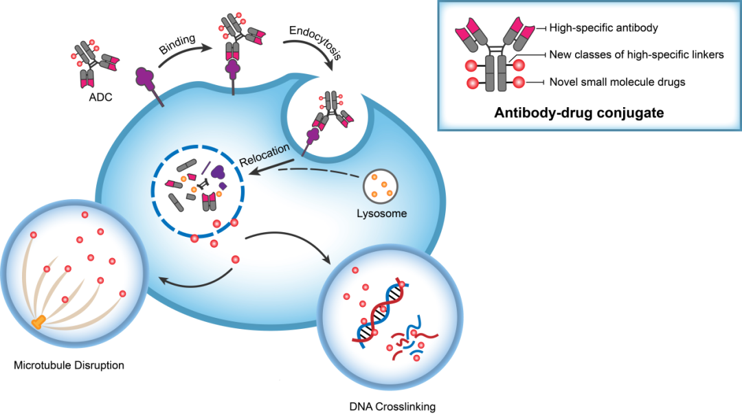 Ladbrokes立博助力 | 华奥泰靶向CD73的ADC在美国获批临床