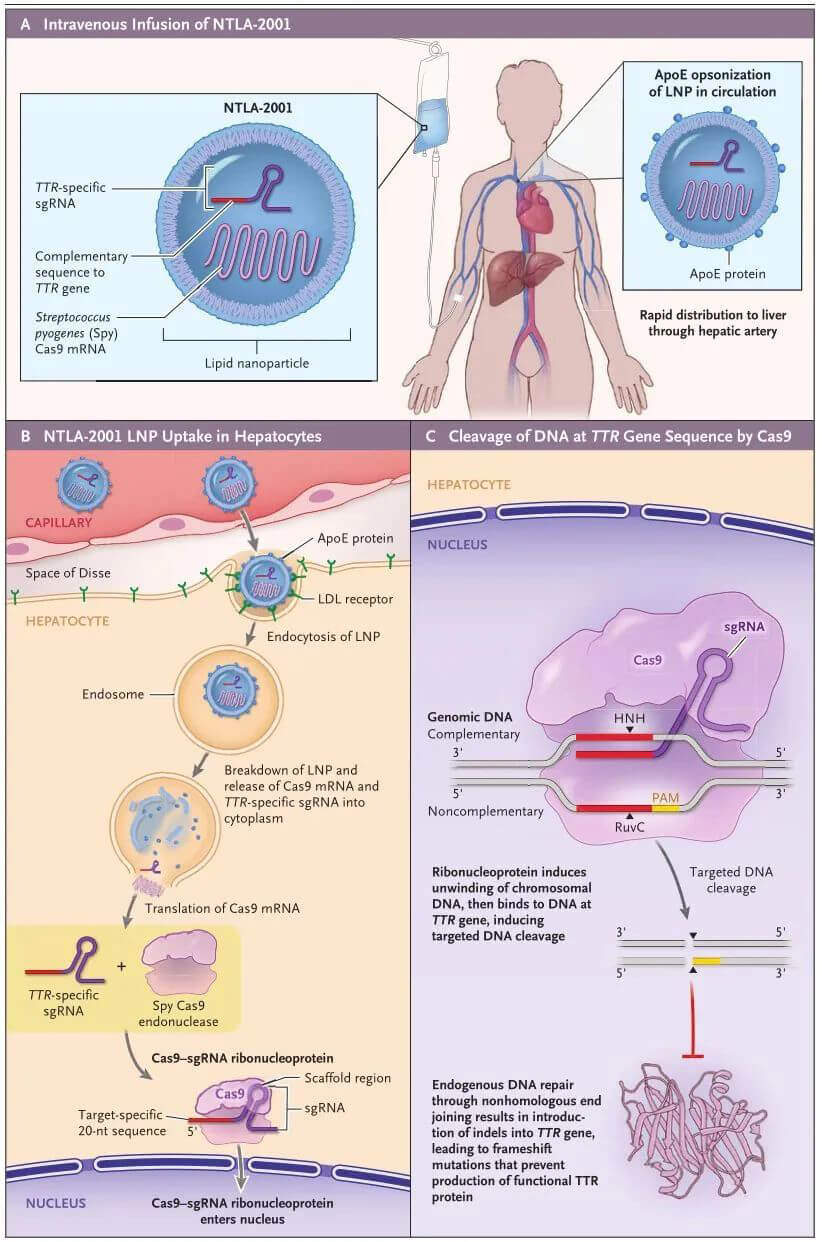 NTLA-2001的作用机制（泉源：：：新英格兰医学杂志）.jpg