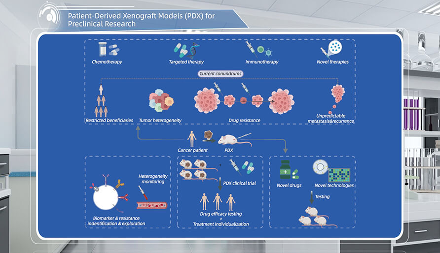 什么是临床前研究的PDX（人源肿瘤异种移植）模子？