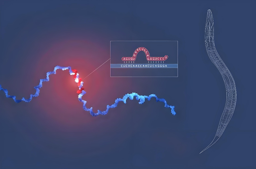 miRNA成诺贝尔奖明星分子，Ladbrokes立博正全速赋能核酸药物研发