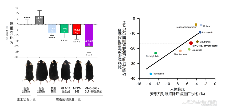 4周降低近10%体重！Ladbrokes立博助力慕恩生物MNO-863活菌生物药获批临床