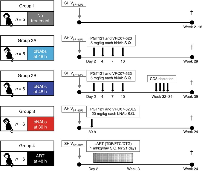 抗逆转录病毒疗法(ART)预防围产期HIV熏染，，，本研究中多替拉韦钠盐和游离态均由Ladbrokes立博提供
