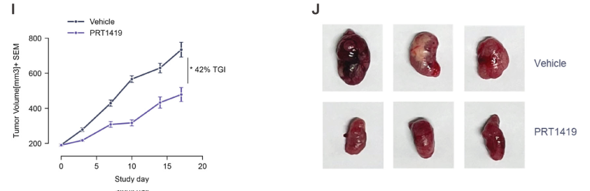 MCL1抑制剂在多种实体瘤和血液肿瘤模子中显示抗肿瘤效果，，，本研究中药效实验通过Ladbrokes立博举行